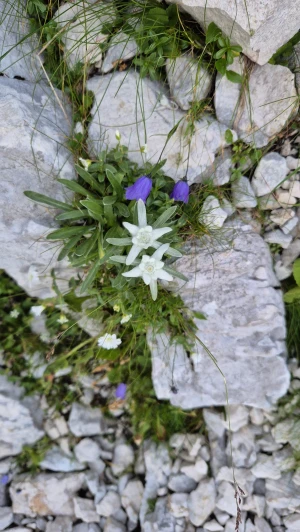 Jalovec (2645m), Julijske Alpe - Slovenija